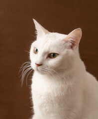 可愛い白猫　茶色背景　ポートレート