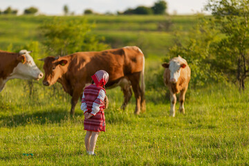 Naklejka na ściany i meble little girl in a national Ukrainian costume grazes cows on the lawn