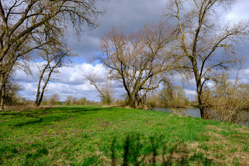 NSG Mainaue bei Augsfeld zwischen der Stadt Haßfurt und Knetzgau, Landkreis Hassberge, Unterfranken, Franken, Bayern, Deutschland