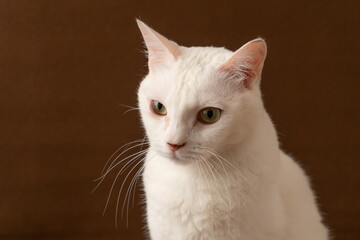 可愛い白猫　茶色背景　ポートレート