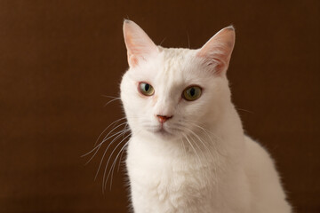 Fototapeta premium 可愛い白猫 茶色背景