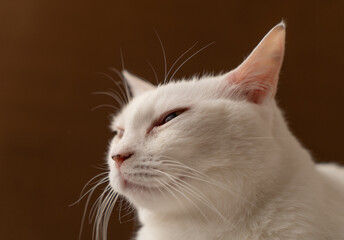 可愛い白猫　茶色背景