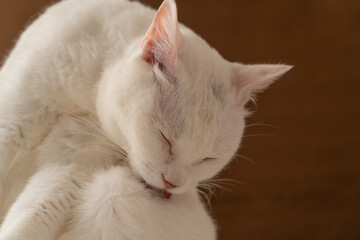 毛づくろいする可愛い白猫　茶色背景