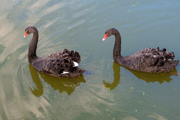 Fototapeta premium Two black swans float on the monastery buildings reflected in the water
