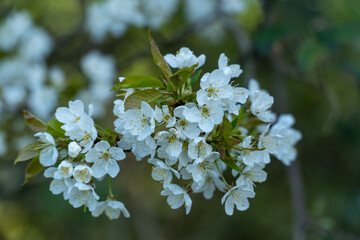 Cherry blossoms in full bloom in spring