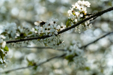 Cherry blossoms in full bloom in spring