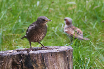 Junger Star und Haussperling bei der Futtersuche	
