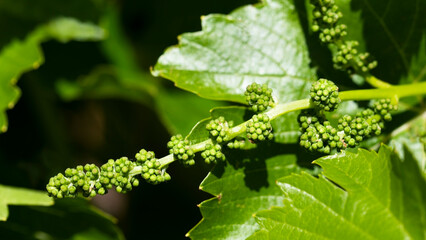 Bunch of grapes in the early stages of development.