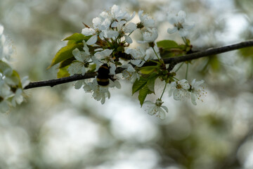 Cherry blossoms in full bloom in spring