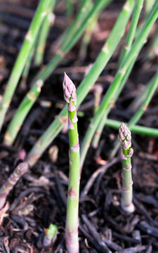 Asparagus spears growing in a burned patch.