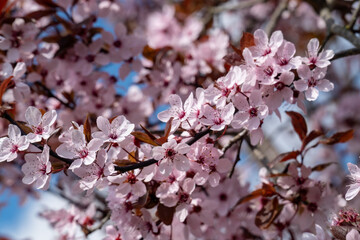 Cherry blossoms in full bloom in spring