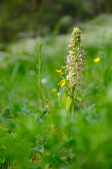 Bocks-Riemenzunge oder Bocksorchis, Himantoglossum hircinum