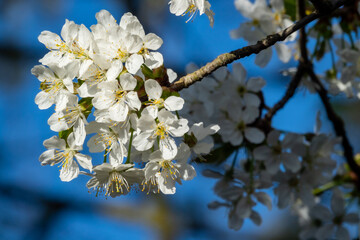 Cherry blossoms in full bloom in spring