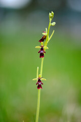 Obraz premium Fliegen-Ragwurz, Ophrys insectifera,