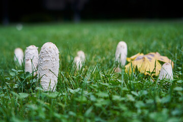 white mushrooms growing in the garden between green grass.