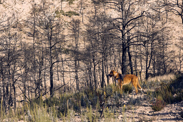 Perro Mastín vigilando en el monte
