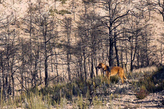 Perro Mast&iacute;n vigilando en el monte