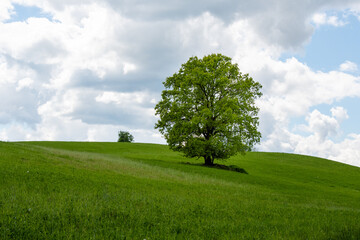 Fototapeta na wymiar Alleinstehender Baum Buche im Frühling