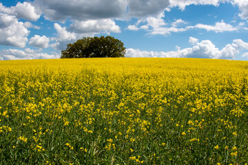 Obraz premium Rapsfeld blühend und Wolkenhimmel