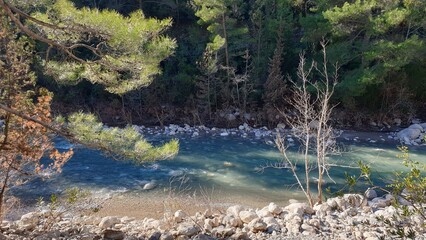Obraz premium river in the forest