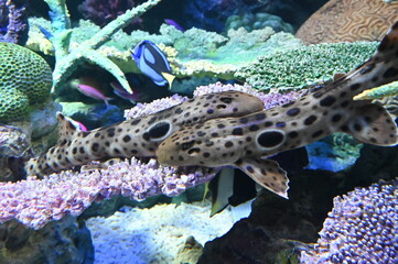 水中で仲良く集まるマモンツキテンジクザメ達