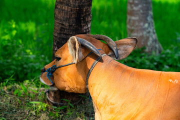 Beautiful ginger cow in Ubud, Bali, Indonesia