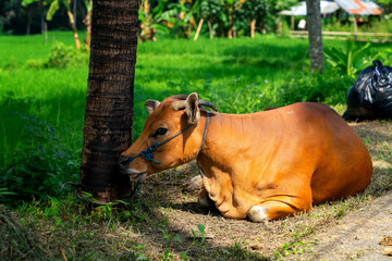 Naklejka premium Beautiful ginger cow in Ubud, Bali, Indonesia