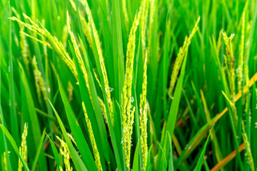 Green rice growing on Ubud rice fields