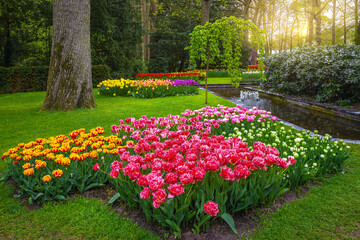 Beautiful part of ornamental garden with colorful tulips at sunrise