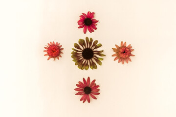 echinacea flowers in cross shape isolated