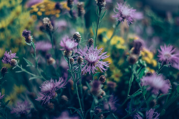 colorful floral background from wild flowers from summer meadow