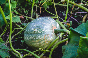 The green pumpkin grows on a kitchen garden. Home gardening