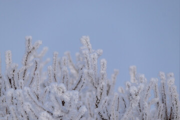frost on branches