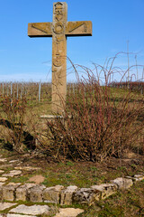 Weinberge auf der Weininsel zwischen Sommerach und Nordheim am Main an  der Vokacher Mainschleife, Landkreis Kitzingen, Unterfranken, Franken, Bayern, Deutschland