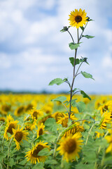 A tall sunflower in a field against a blue sky