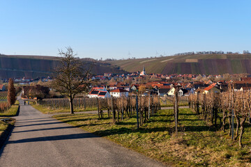 Weinberge auf der Weininsel zwischen Sommerach und Nordheim am Main an  der Vokacher Mainschleife, Landkreis Kitzingen, Unterfranken, Franken, Bayern, Deutschland