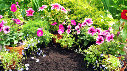 Garden flowers banner. Blooming flowers and black soil for background with copy space. Pink petunia, lobelia and begonia flowers for floral banner.
