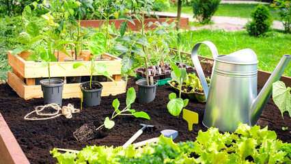 Seedlings in a wooden crate, a watering can and other garden tools are on the bed for planting potted seedlings into the soil in spring. Garden work on growing vegetable seedlings for a rich harvest.