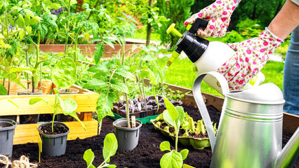 Pump action pressure sprayer in the hands of a gardener in gloves. A farmer sprays vegetable seedlings in a raised bed garden. Garden tools for the work on transplanting seedlings into the soil.