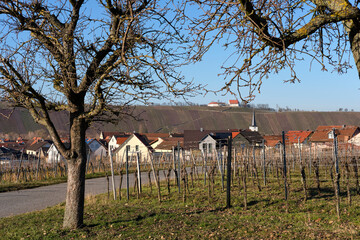 Weinberge auf der Weininsel zwischen Sommerach und Nordheim am Main an  der Vokacher Mainschleife, Landkreis Kitzingen, Unterfranken, Franken, Bayern, Deutschland