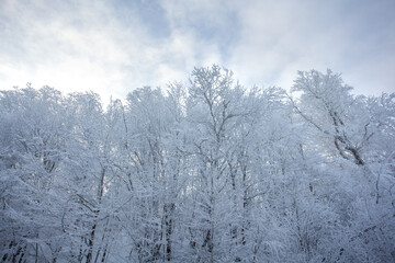 Branches covered with snow against the blue sky. Sabaduri forest. Landscape