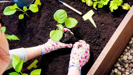 Hands in gardening gloves plant a sprout in a hole in the wooden raised bed garden. Transplanting seedlings in open ground in spring. Growing vegetables in neat raised beds. - Powered by Adobe