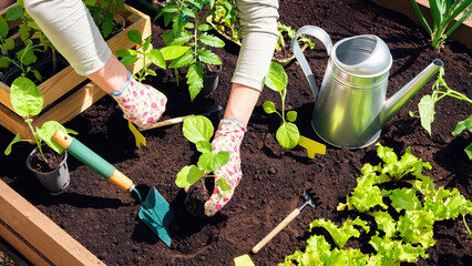 A farmer planting eggplant seedlings in black soil in raised beds. The process of planting plants...