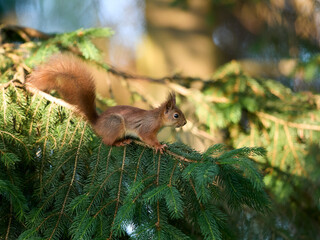 European brown squirrel on branch of tree
