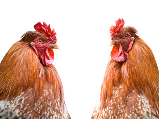 Two red brown roosters isolated on white background