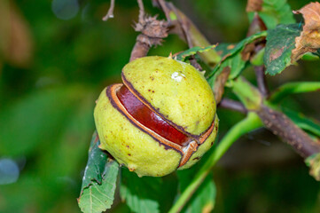 Horse chestnut in cracked peel on tree. Macro photo on conkers.