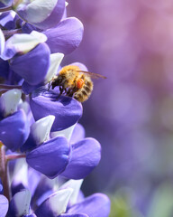 Bumble bee on purple lupin