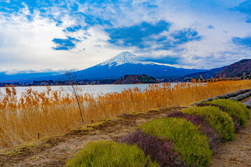 河口湖から見る富士山