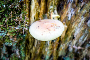 Mushroom closeup view in a forest