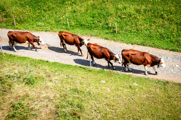 Naklejka na ściany i meble Cows in a mountain field. La Clusaz, France